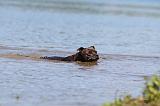 STAFFIE 153